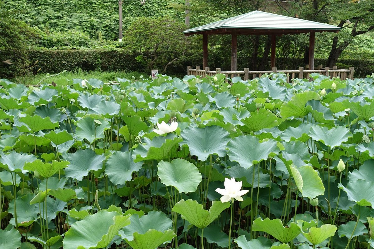 🌸 마츠가오카 공원(마츠가오카 코엔) 이미지 17